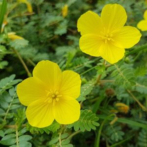 Bienfaits du Tribulus Terrestris