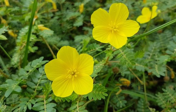 Bienfaits du Tribulus Terrestris