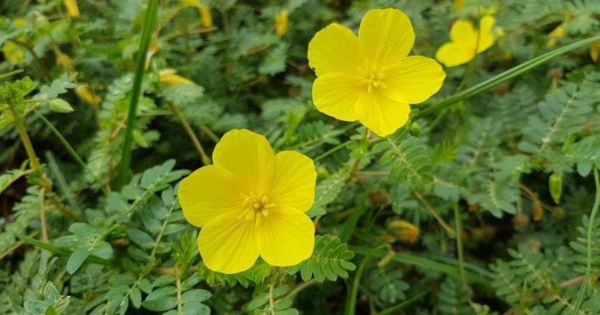 Bienfaits du Tribulus Terrestris