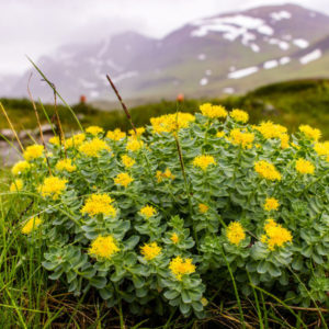 Bienfaits de la Rhodiola