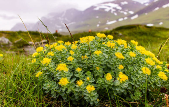 Bienfaits de la Rhodiola