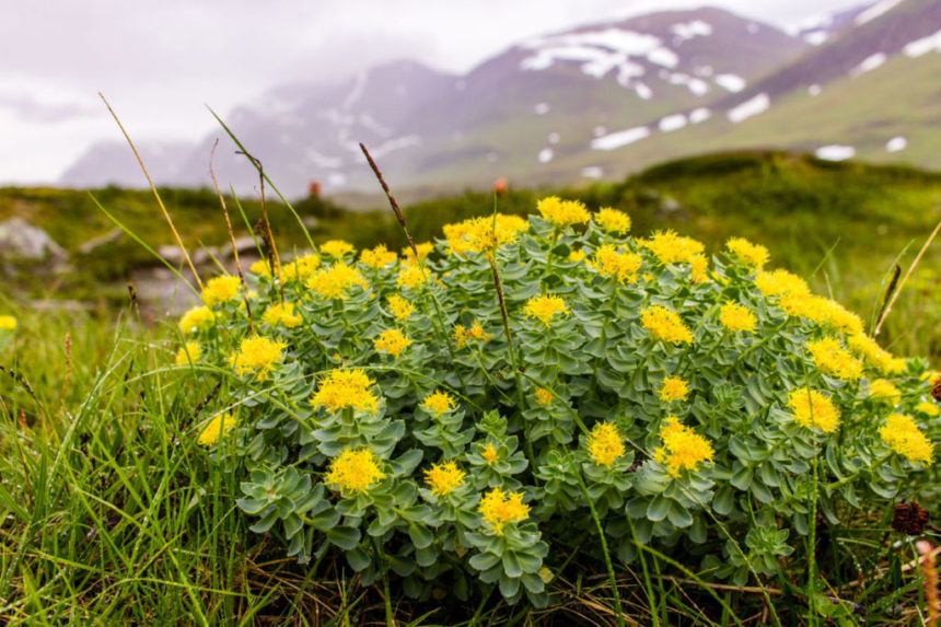 Bienfaits de la Rhodiola