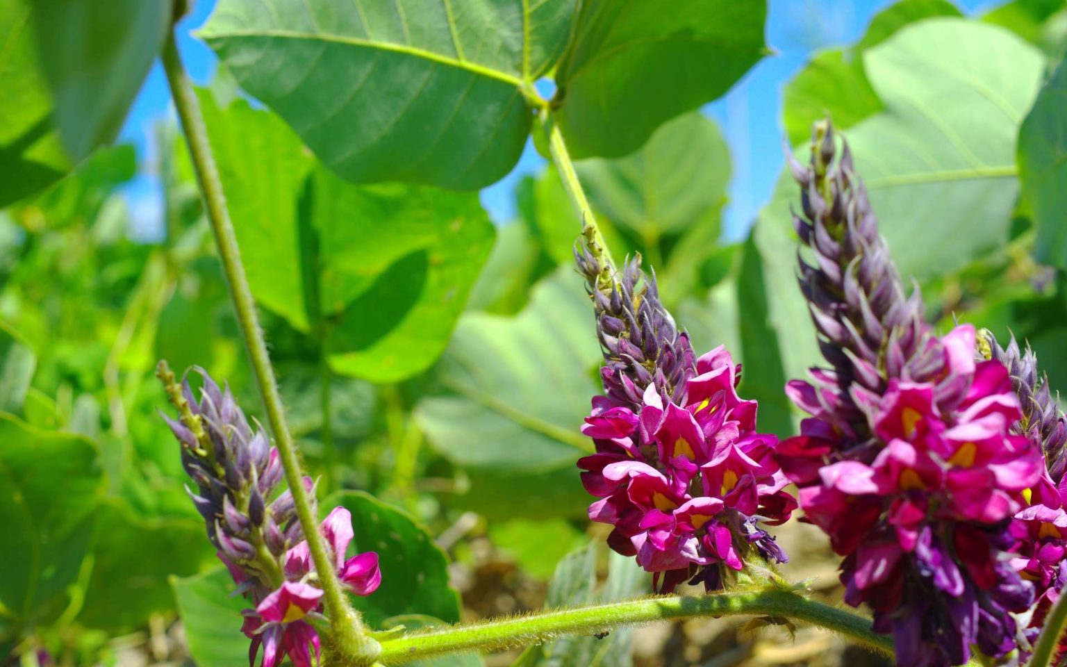 Bienfaits du KUDZU par Vincent Brillouet naturopathe mérignac