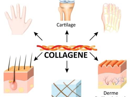 Bienfaits du Collagène